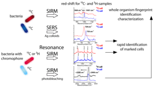 Stable_Isotope_Raman_Microspectroscopy_SIRM_TUM-IWC